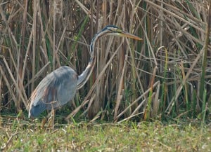 Purple Heron at Sultanpur Bird Sanctuary.