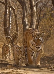 Tigers in Ranthambore