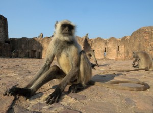 A monkey in Ranthambore National Park