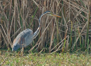 Purple Heron at Sultanpur Bird Sanctuary. 