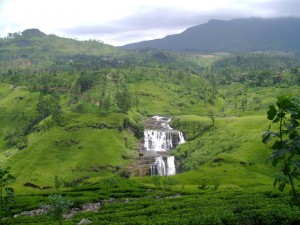 Tea Gardens in Nuwara Eliya, Sri Lanka