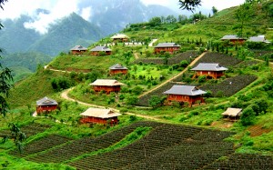 Terraced fields of Sapa, Vietnam.