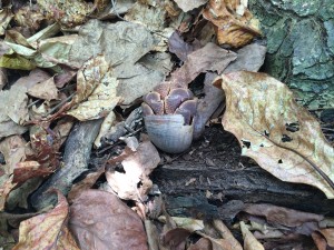 Hermit Crab on the Nature Trail, Tachai Island