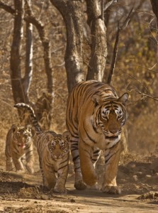 Tigers in Ranthambore National Park