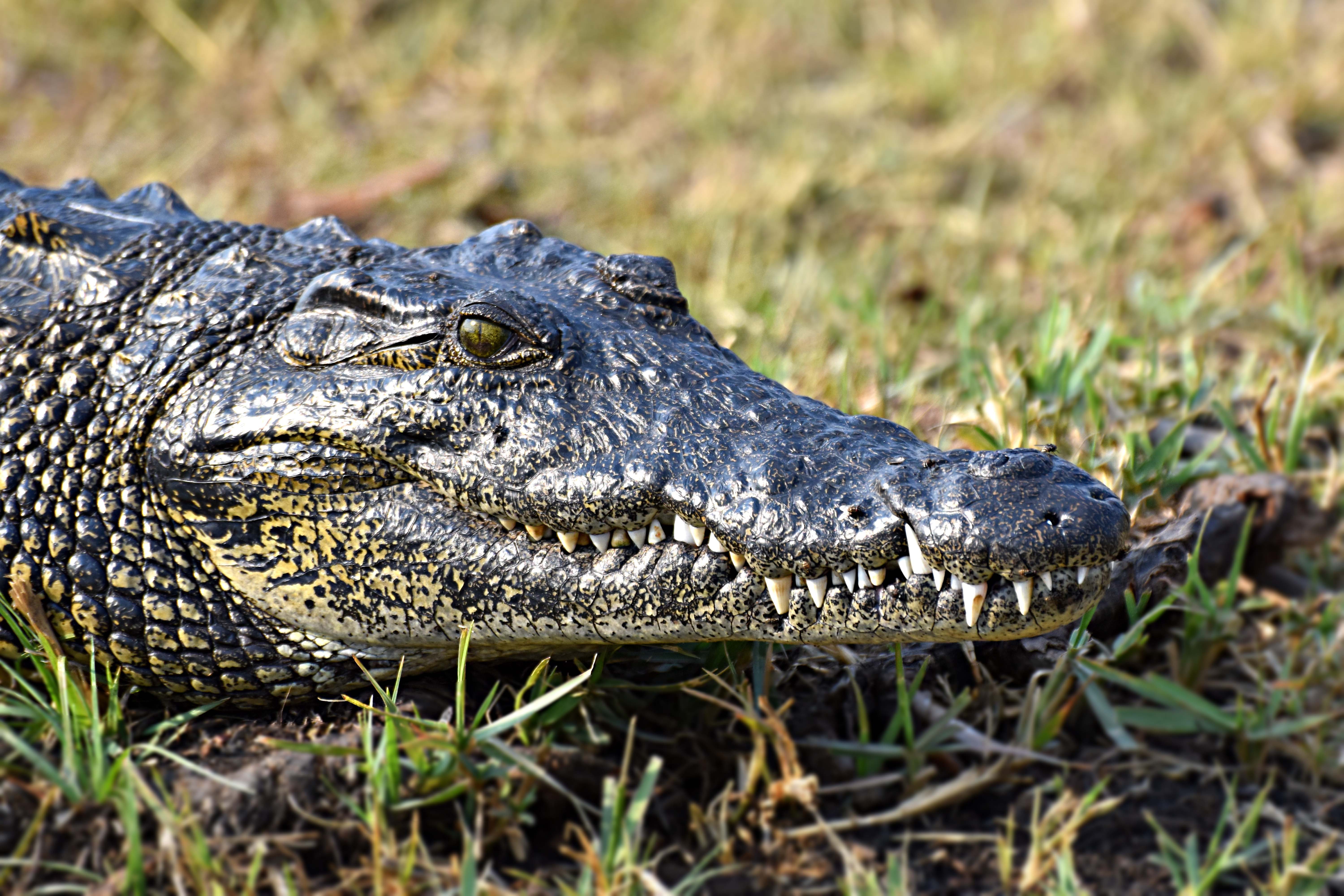  Saltwater Crocodile