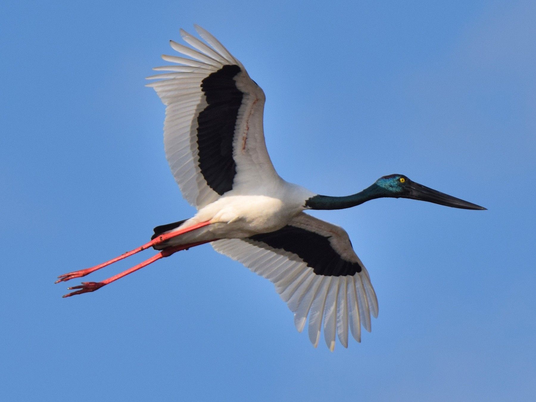 Black-necked Stork