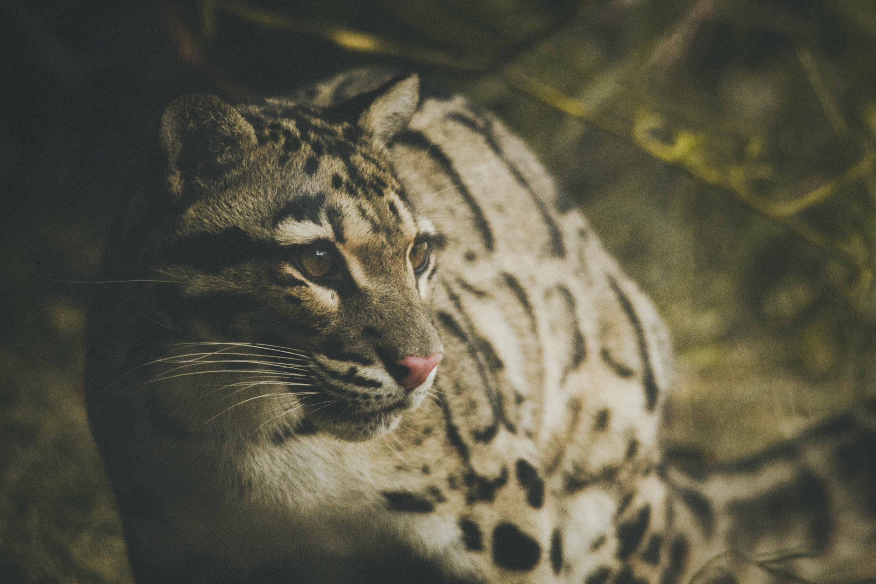 Clouded Leopard - Sodha Travel