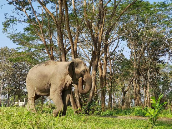 Elephant Valley Thailand