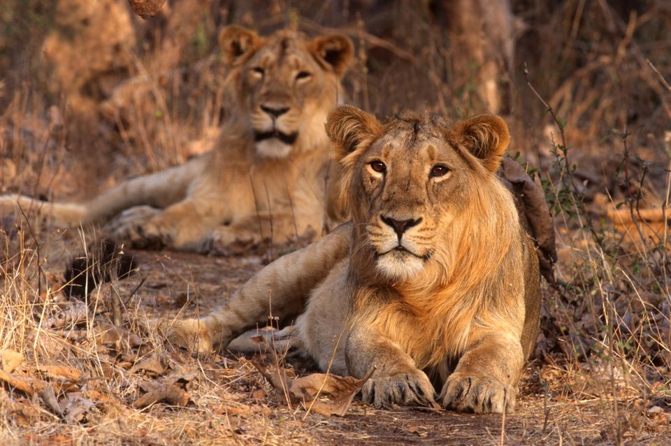 Lions in Gir National Park