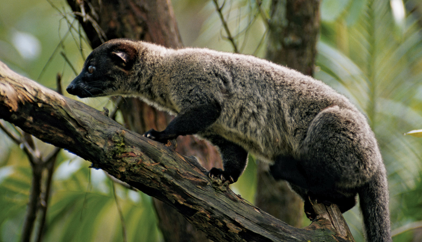 Golden Palm Civet