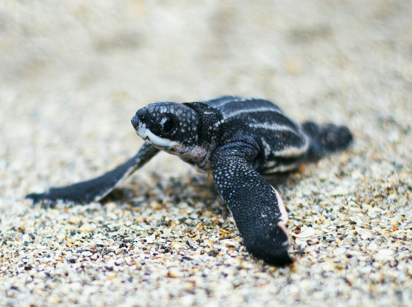 Leatherback Sea Turtle