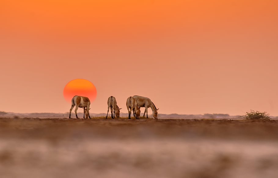 Sunset in Little Rann of Kutch, Gujarat