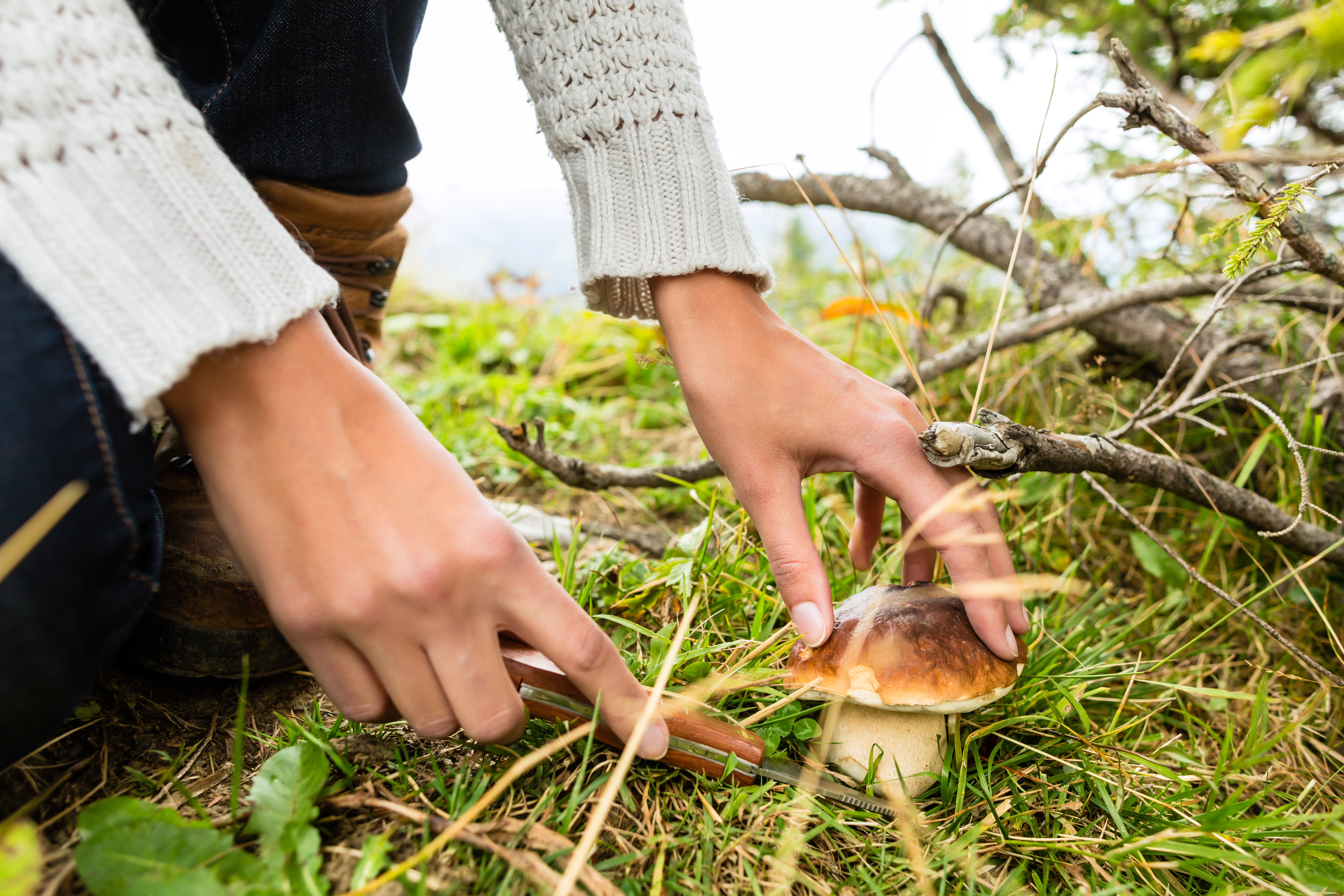 Mushroom Foraging