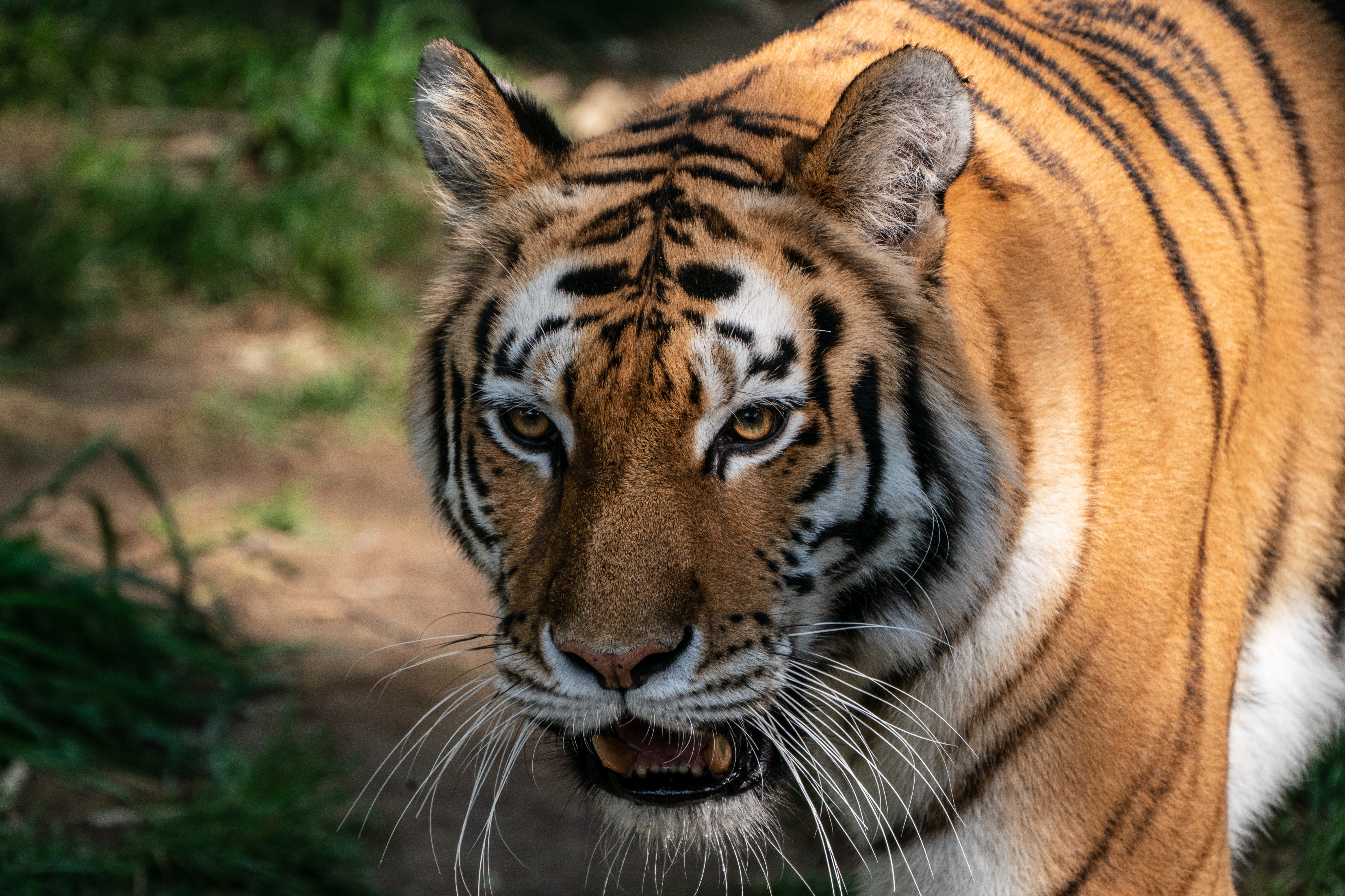Royal Bengal Tiger - Sodha Travel   