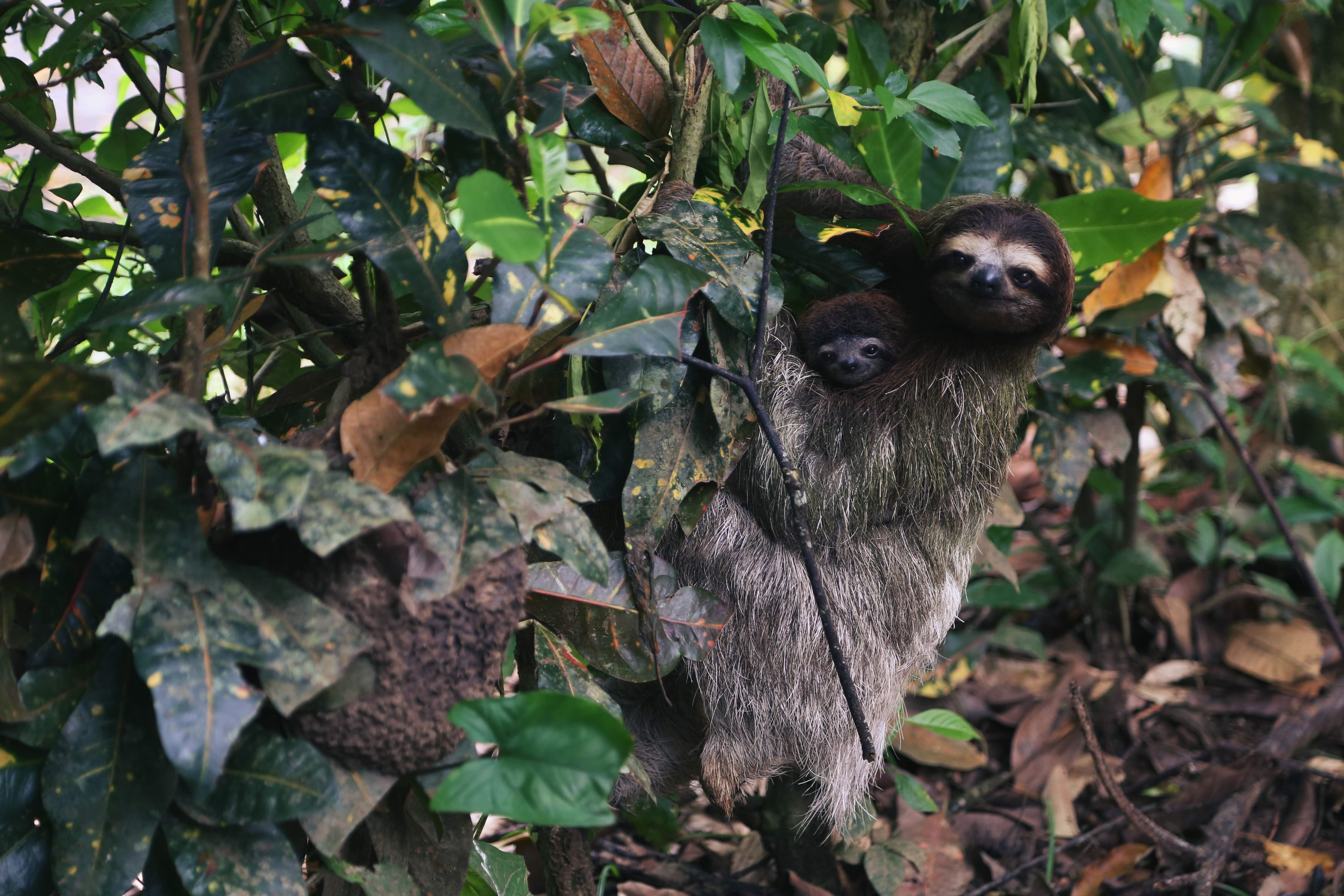 Sloth Bears