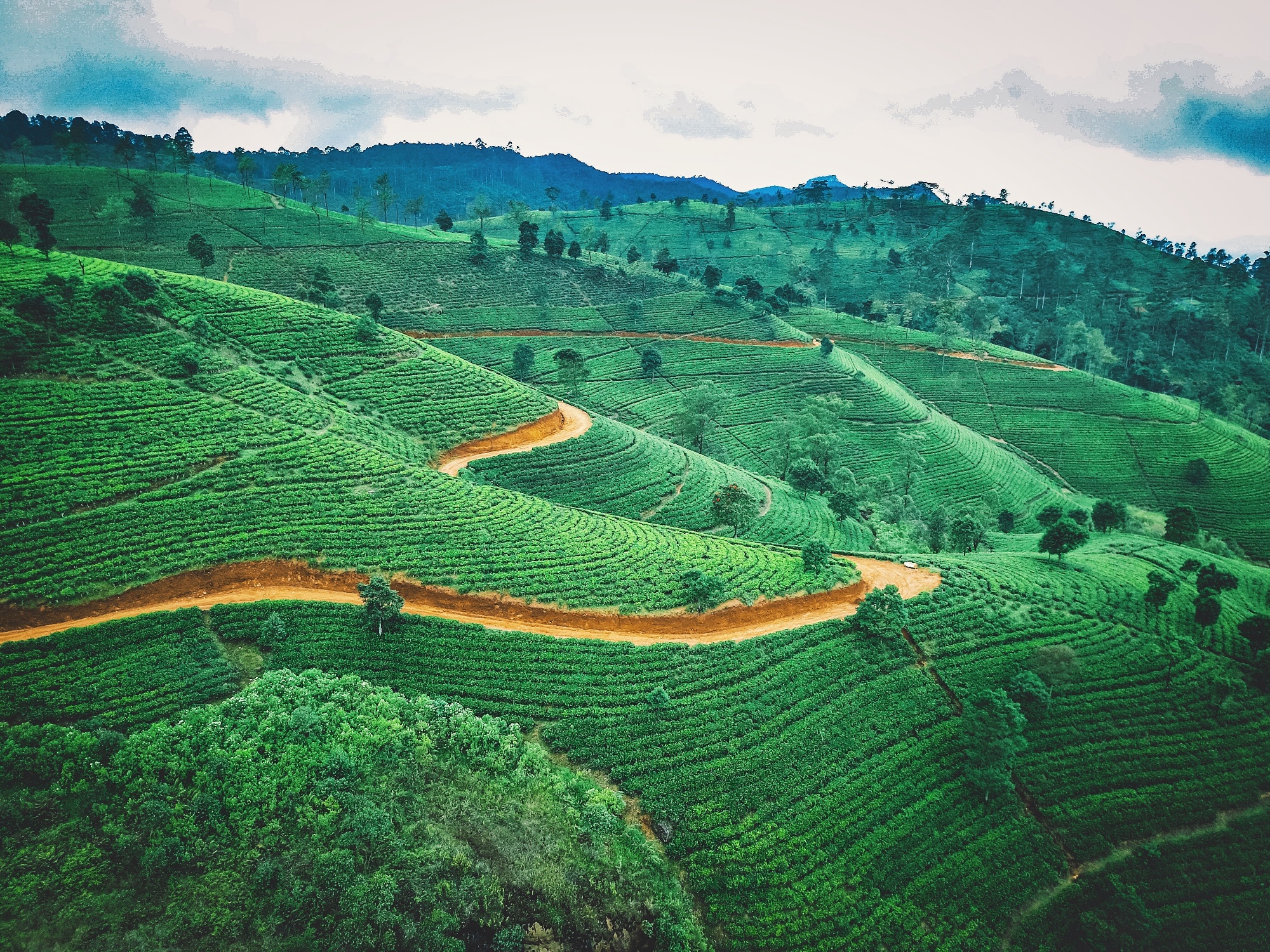 Sri Lanka Tea-1