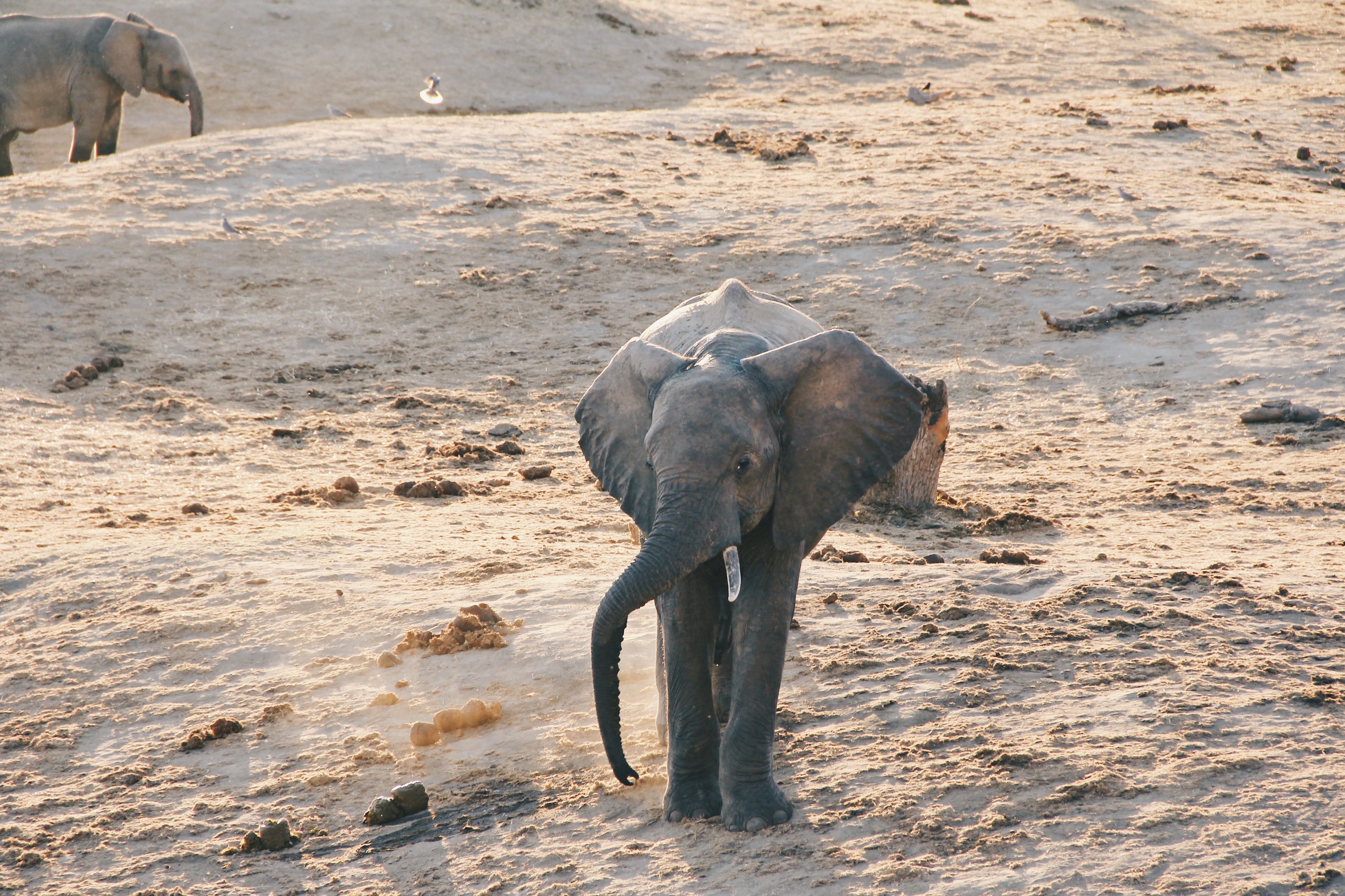 Sri-Lankan-Elephants-Sodha-Travels