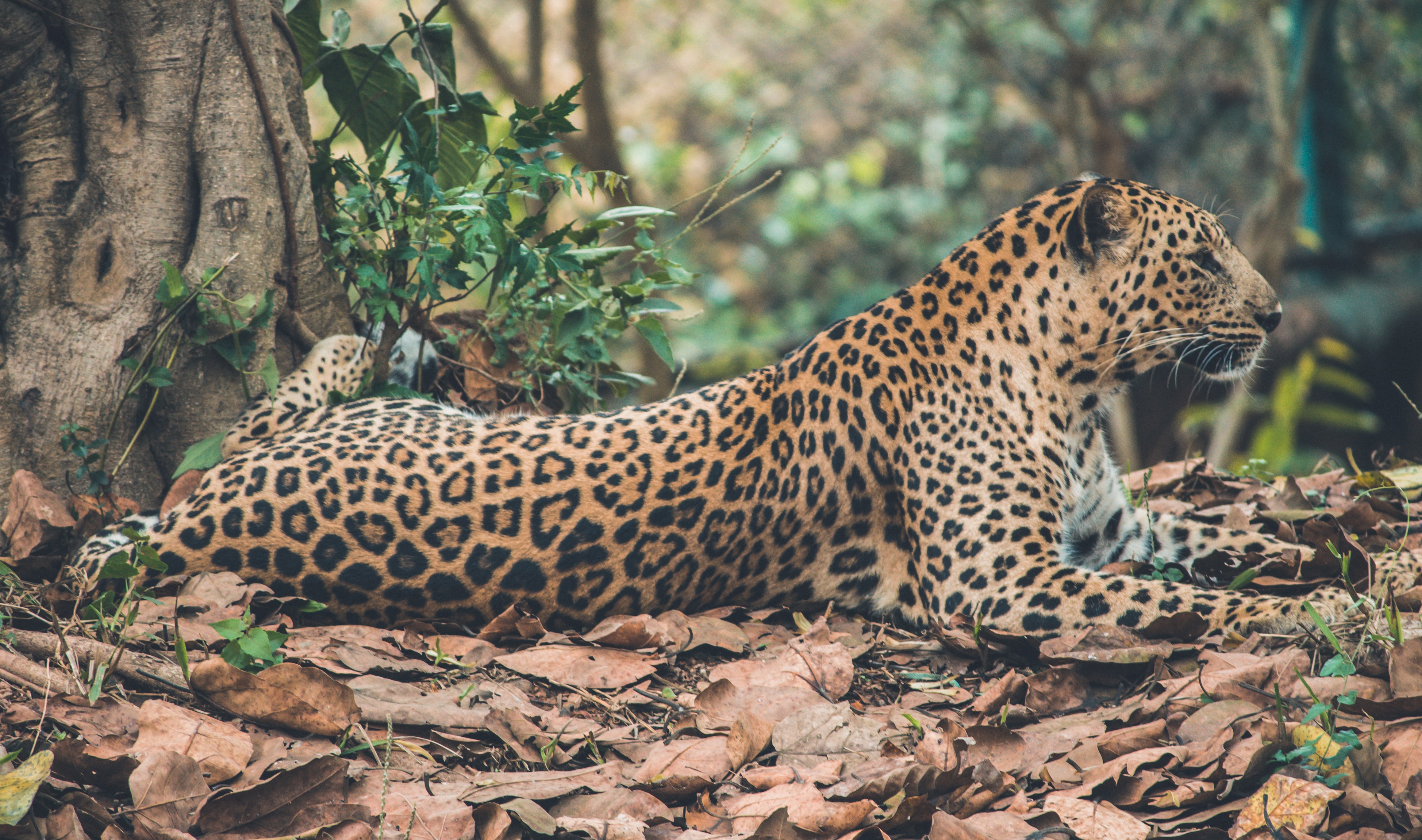 Sri-Lankan Leopards