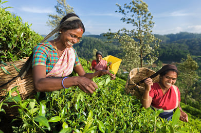 Picking tea leaves in Nuwara Eliya, Sri Lanka