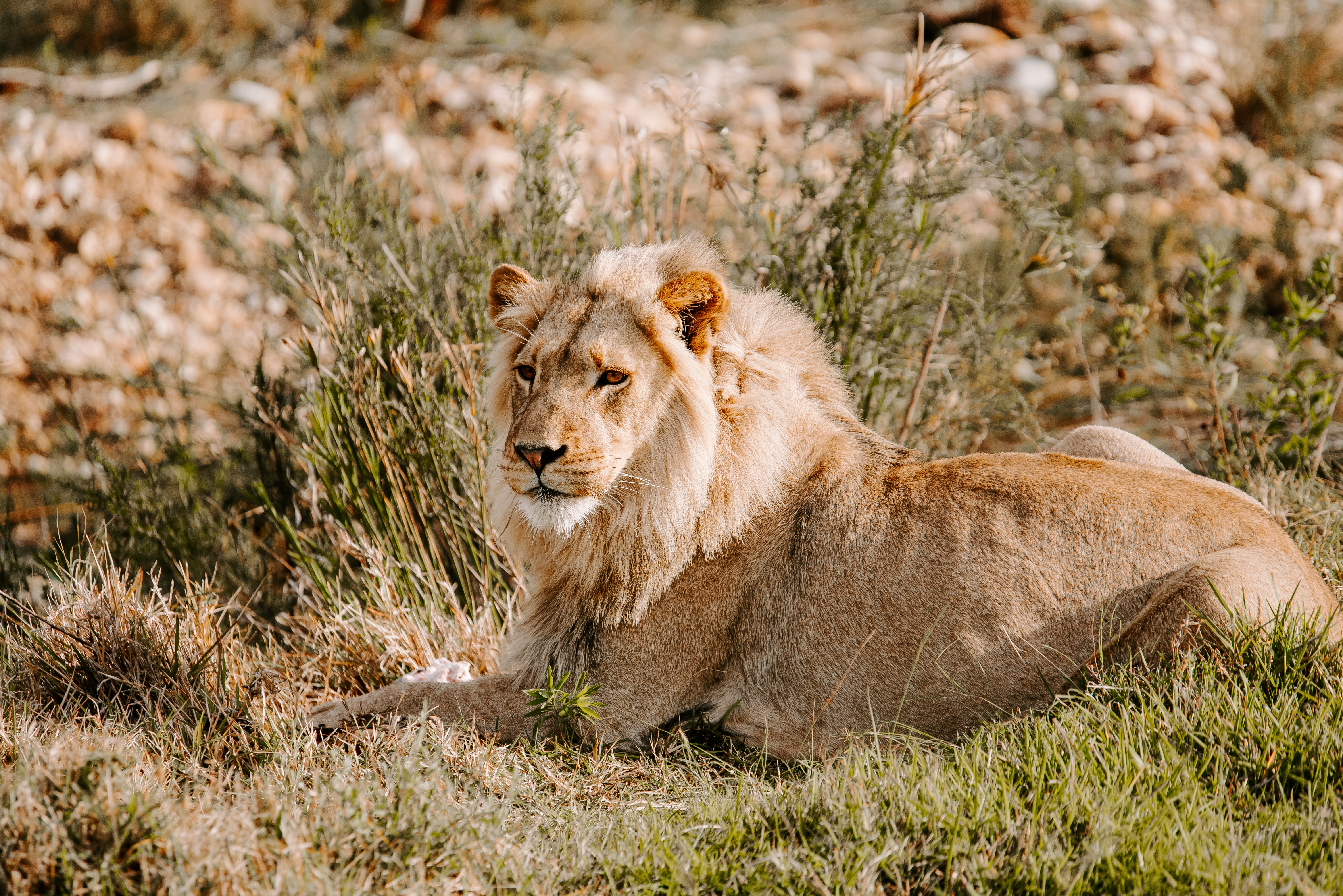 The Asiatic Lion - Sodha Travel