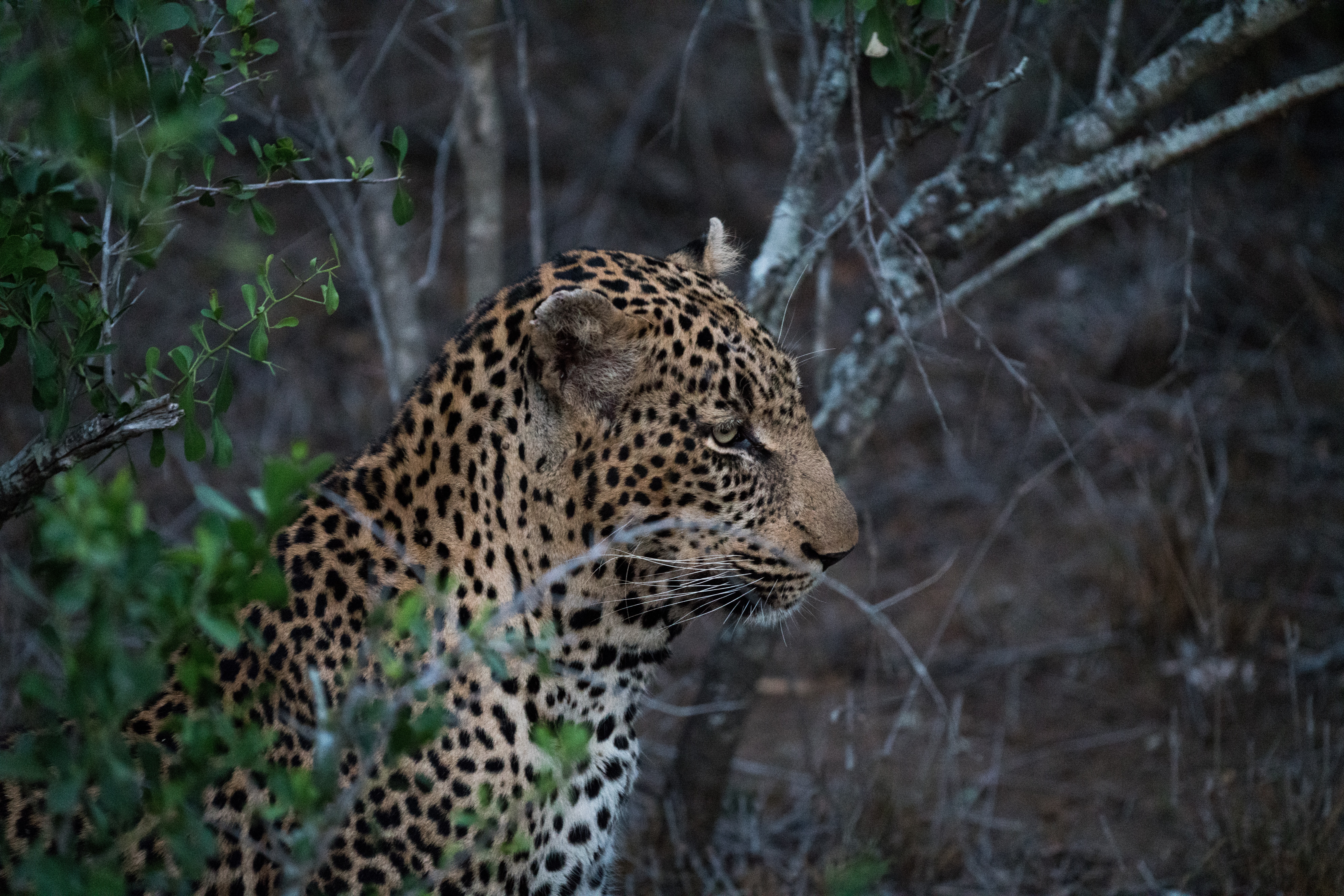 The Indian Leopard- Sodha Travel