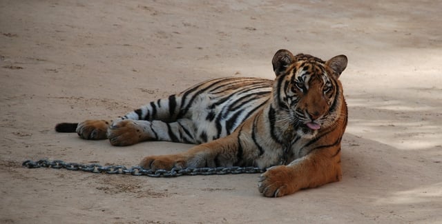 Tigers in Thailand