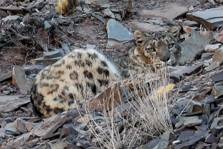 Snow leopard in Ladakh, India by Bonny J. Forrest, 2023