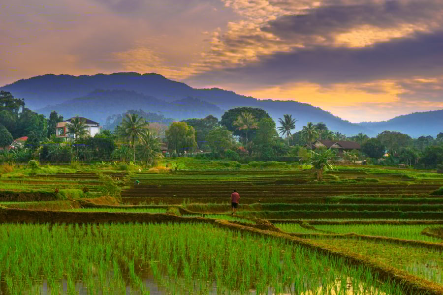 beautiful-morning-view-panorama-of-indonesia-agric-2025-10-07-18-10-55-utc