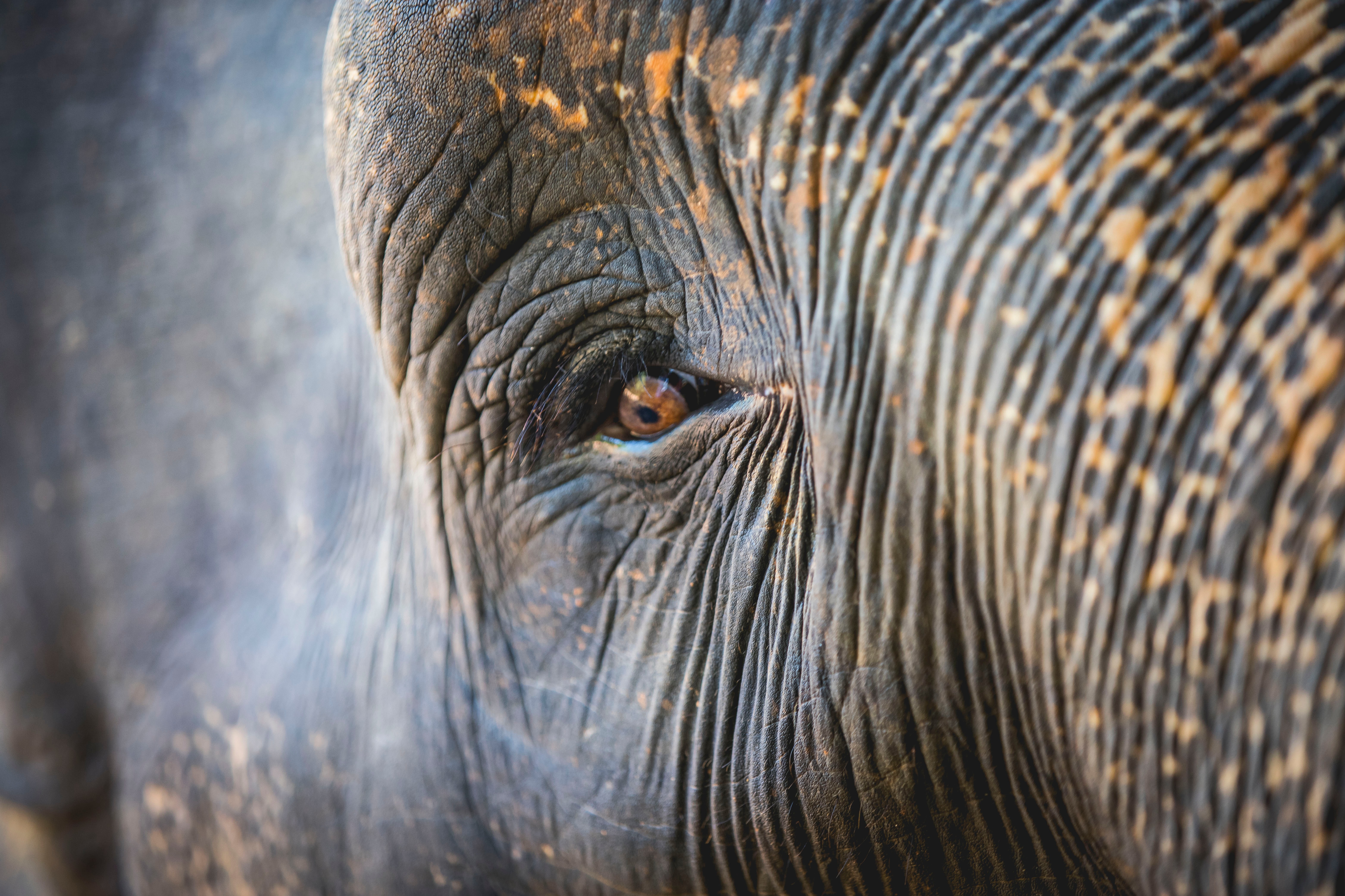 Asian Elephants