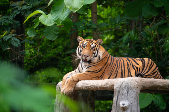 bengal-tiger-lying-down-2021-08-26-16-22-50-utc (1)
