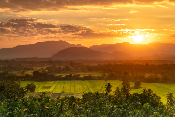 ceylon-tea-fields-sri-lanka-2021-08-27-18-49-20-utc (1)