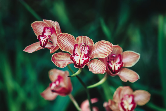 cymbidium-boat-orchid-orange-brown-flowers-in-or-2023-03-17-16-43-30-utc (1)