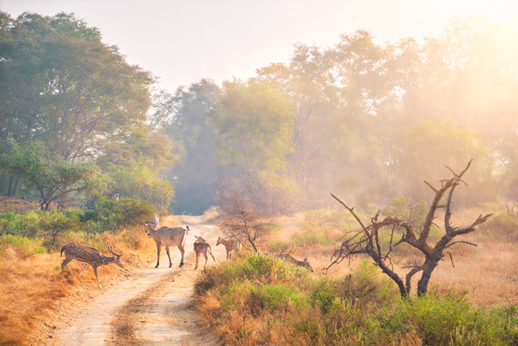 families-of-blue-bull-nilgai-and-spotted-deers-in-2021-08-27-20-51-48-utc (1)