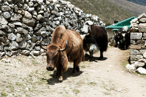 group-of-yaks-carrying-goods-along-the-route-to-ev-2023-03-07-01-42-32-utc (1)