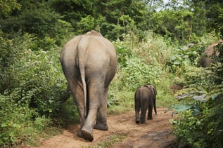 herd-of-elephants-in-sri-lanka-2023-06-17-03-49-17-utc (1)