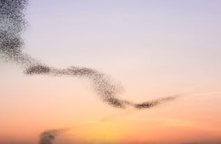 million-swarms-of-bats-are-flying-out-of-the-cave-2022-09-14-19-24-09-utc (1)