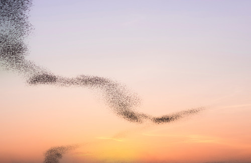 million-swarms-of-bats-are-flying-out-of-the-cave-2022-09-14-19-24-09-utc (1)