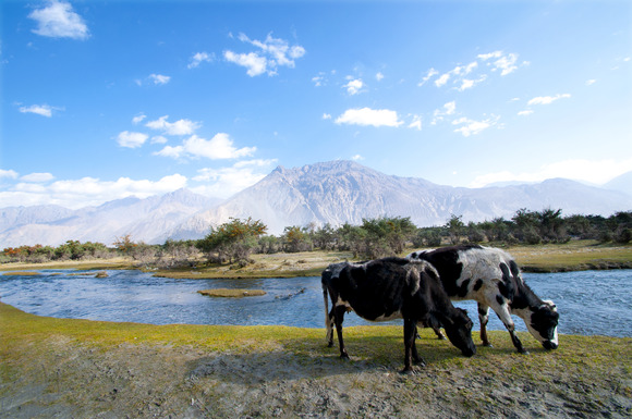 mountain-stream-in-himalayas-ladakh-india-2021-12-09-15-55-48-utc (1)