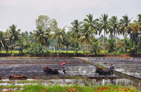 paddy-fields-flooded-near-kumarakom-kerala-india-2021-08-27-19-29-29-utc (1)