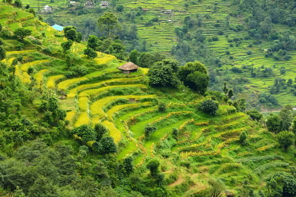 terraced-rice-fields-in-nepal-2021-08-26-16-21-41-utc (1)-1