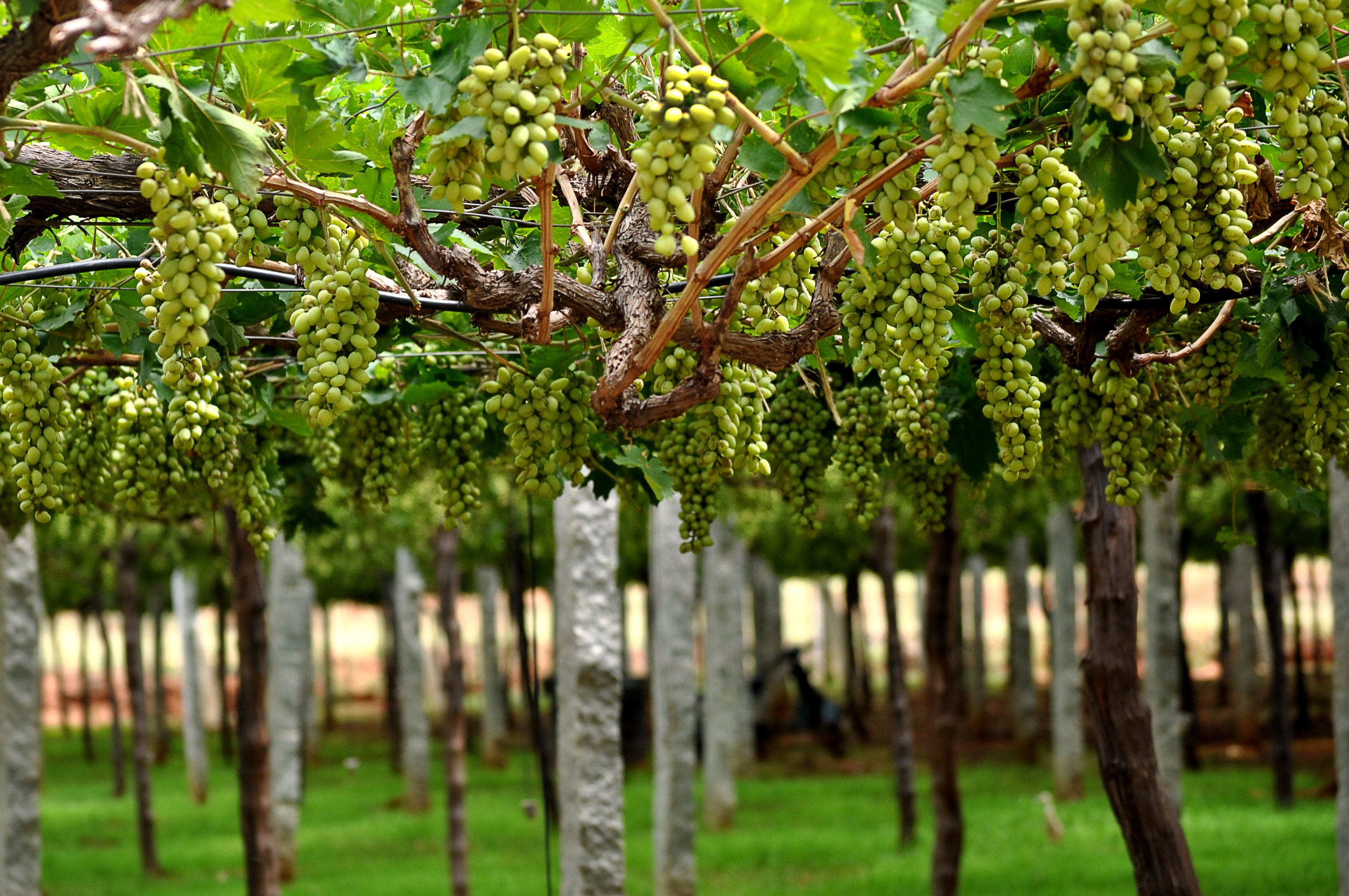 Vineyards of India