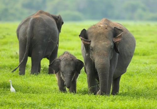 Wildlife of Sri Lanka