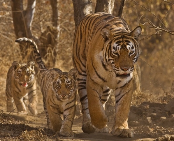 Ranthambore Tiger-990013-edited.jpg