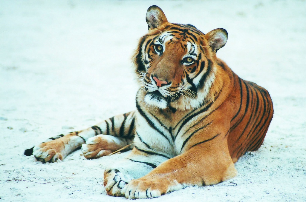 Tiger in Thailand